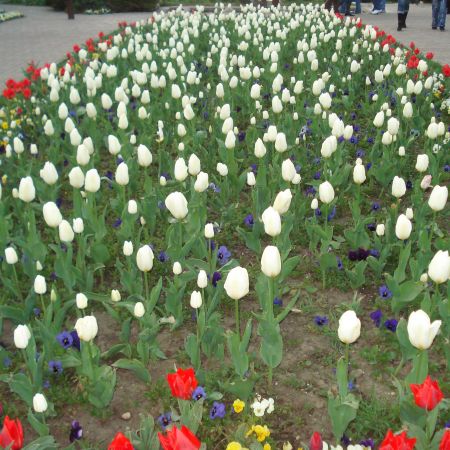 flori-herastrau(mihaela)